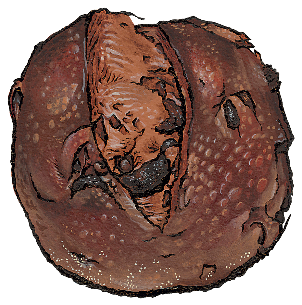 Chocolate Cherry Bread
